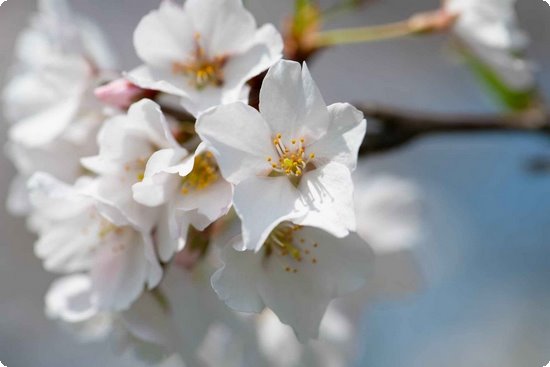 若尔盖花湖门票（若尔盖花湖门票预订）