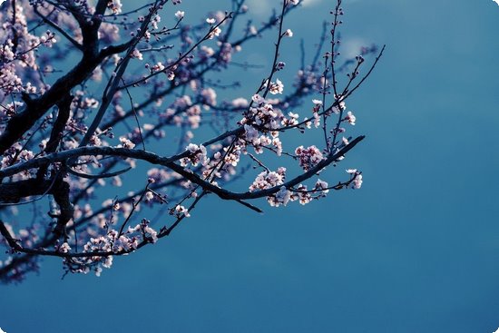 四大佛教名山（四大佛教名山是指哪四座山）